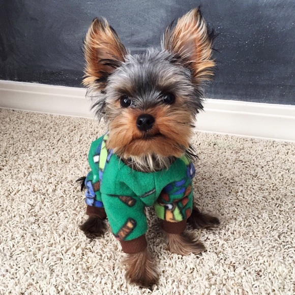 Meet your Posher, Abigail - Picture 4 of 5